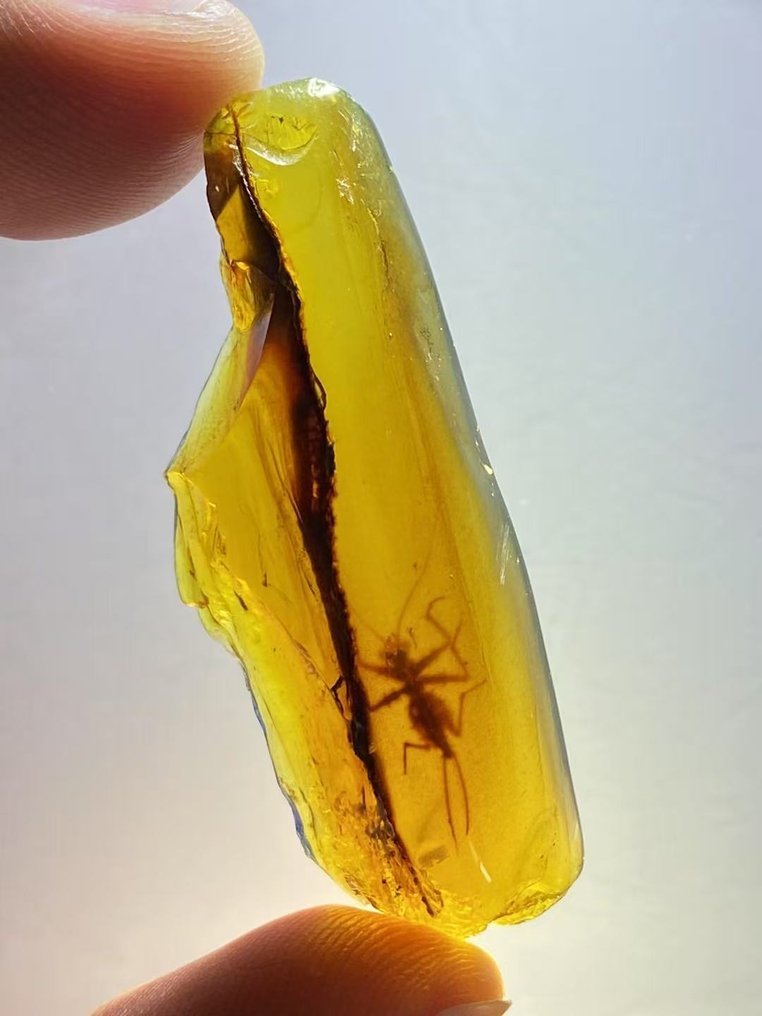 Matriz fóssil - Gryllidae in amber - 43.7 mm - 16.3 mm #2.1