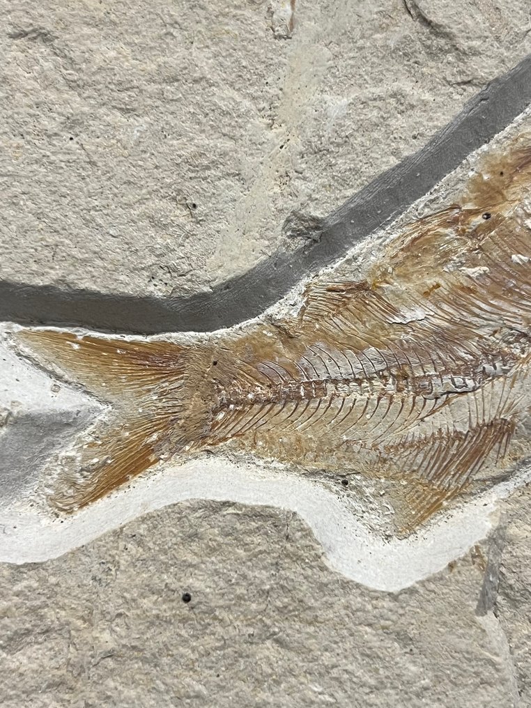 Fish - Απολιθωμένος σκελετός - Armigatus - 20 cm - 25 cm  (χωρίς τιμή ασφαλείας) #3.2