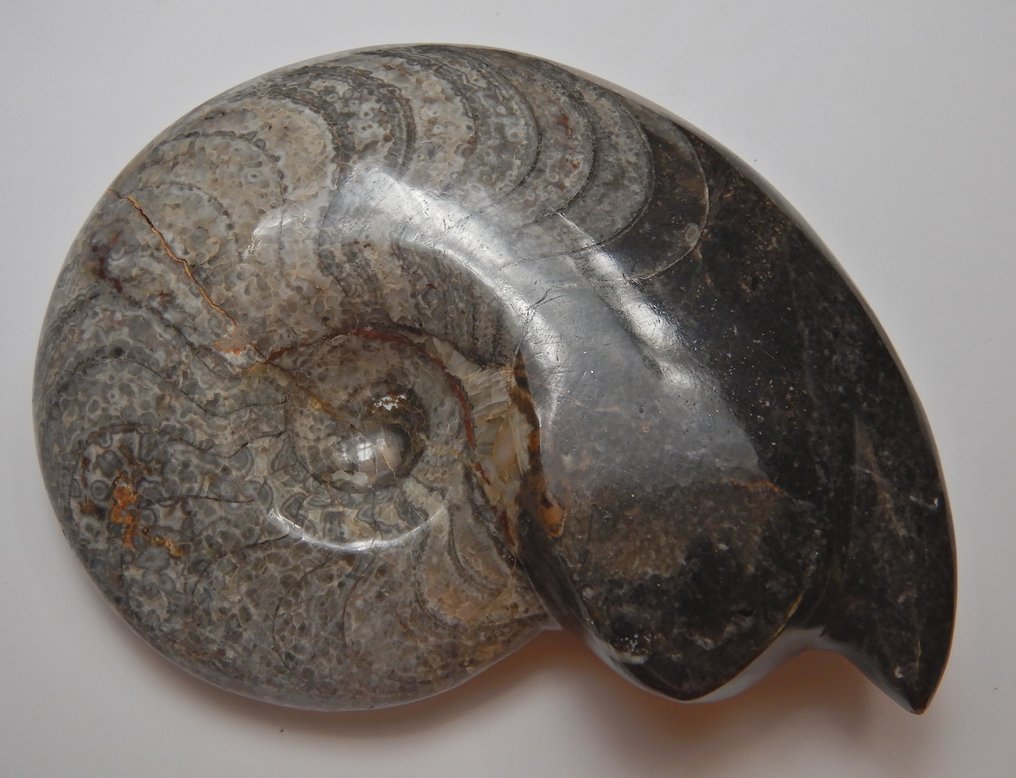 棱菊石目 - 動物化石 - 14 cm - 11 cm #1.0