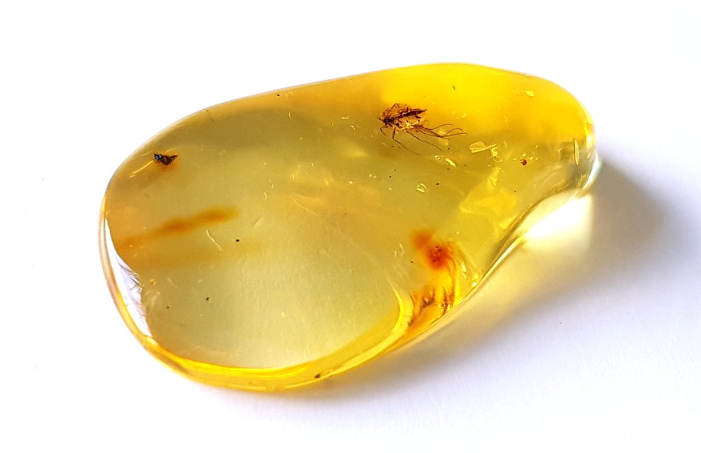 Piatră naturală de chihlimbar baltic cu incluziune de insecte fosile - Frumusețe de calitate - Chihlimbar #1.0