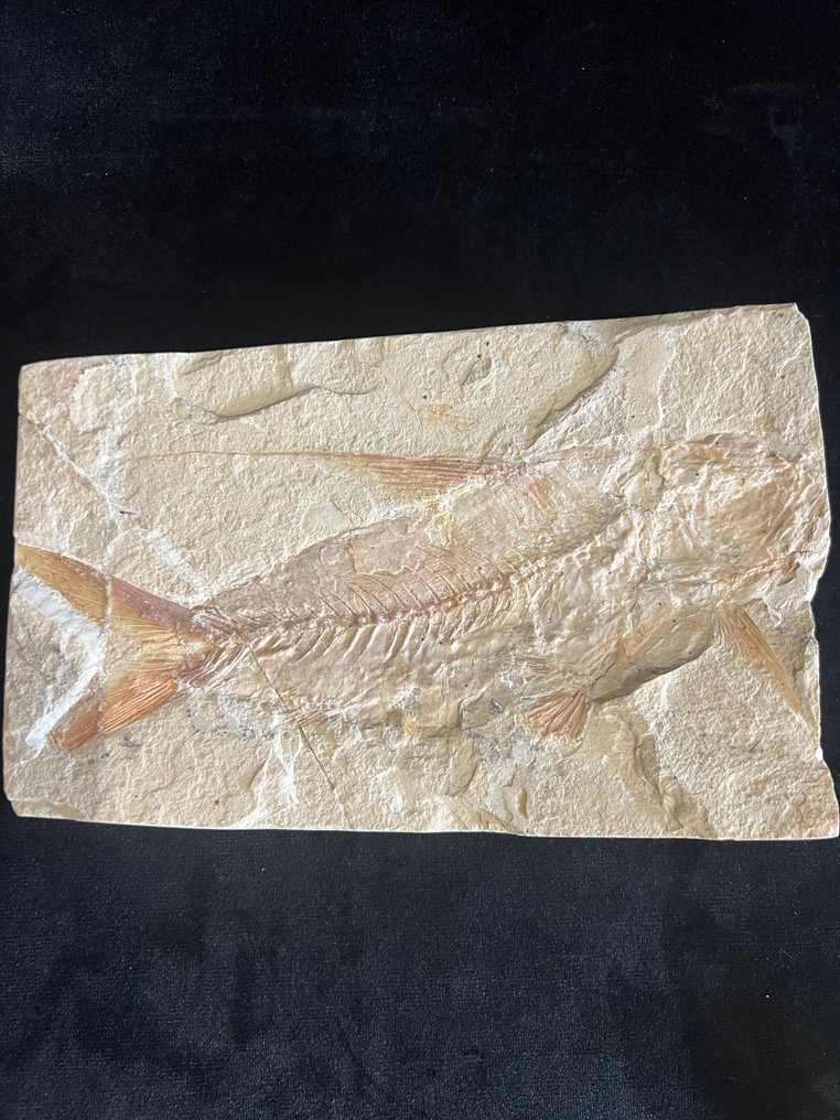 Fish - Απολιθωμένος σκελετός - Nematonotus - 11.5 cm - 17.5 cm #2.1