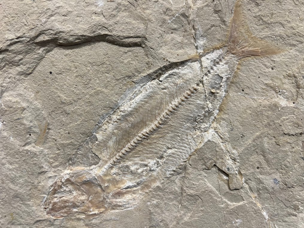 Poisson - Squelette fossile - Phylactocephalus - 19 cm - 22.5 cm #3.2