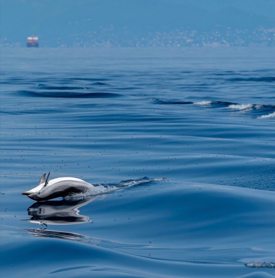 Fabio Accorrà - Dolphin life #1.0