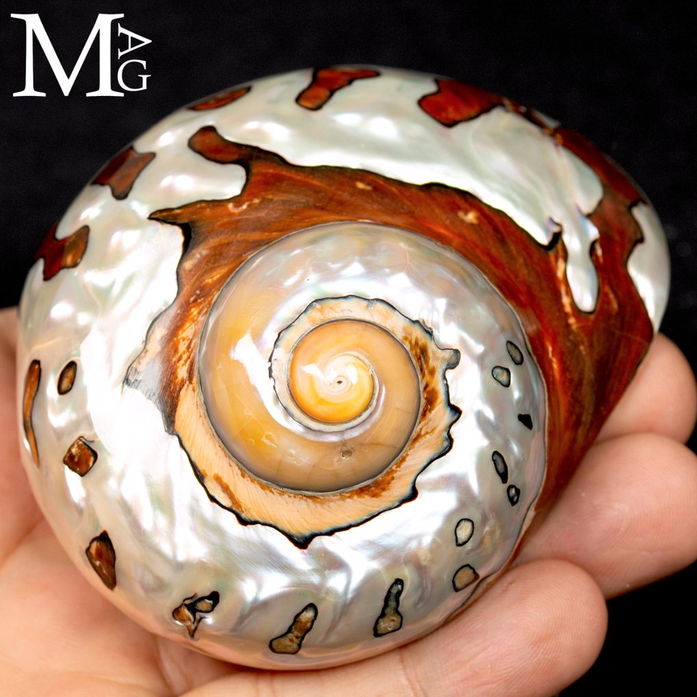 Κωνχίγια σε Μηδερπέρλα κορυφαίας ποιότητας Συλλεκτικό κοχύλι - Turbo Sarmaticus (Linnaeus, C., 1758) - Ύψος: 95 mm - Πλάτος: 74 mm- 100 g #1.0