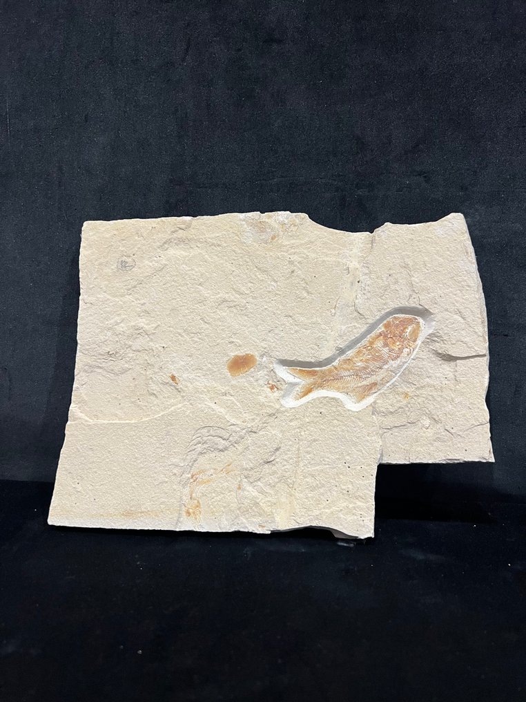 Fish - Απολιθωμένος σκελετός - Armigatus - 20 cm - 25 cm  (χωρίς τιμή ασφαλείας) #1.0