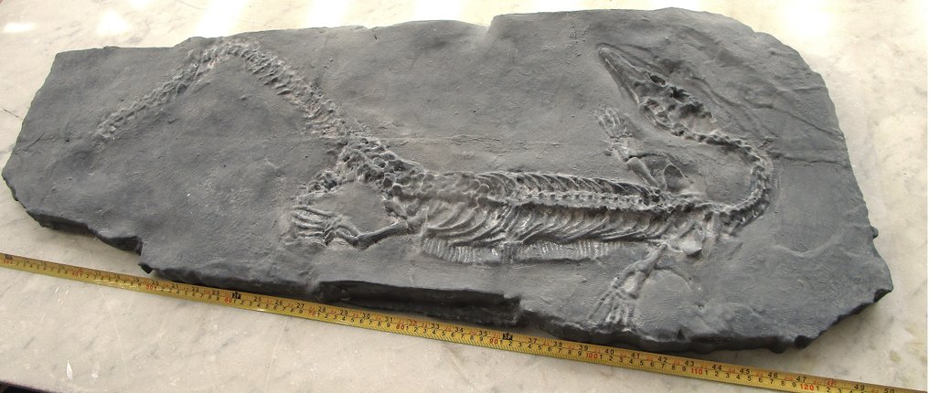 Reptile Βάση ρεπλίκας ταρίχευσης - Anshunsaurus huangguoshuensis - 103 cm - 43 cm - 3 cm - 1 #1.0