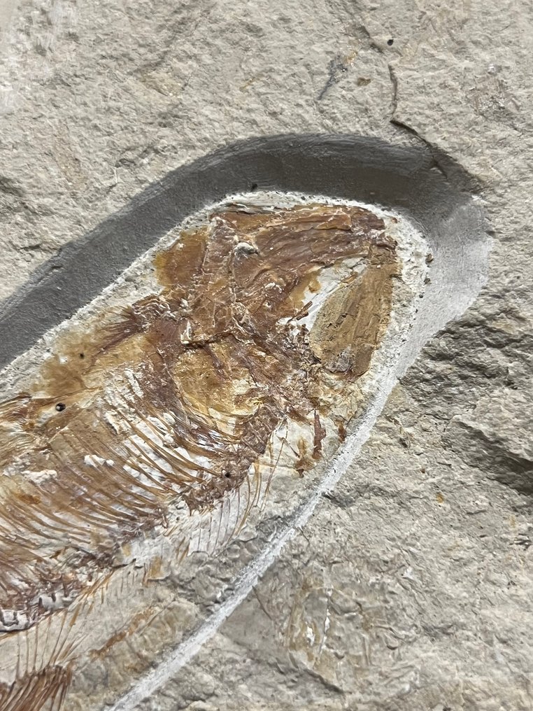 Fish - Απολιθωμένος σκελετός - Armigatus - 20 cm - 25 cm  (χωρίς τιμή ασφαλείας) #2.1