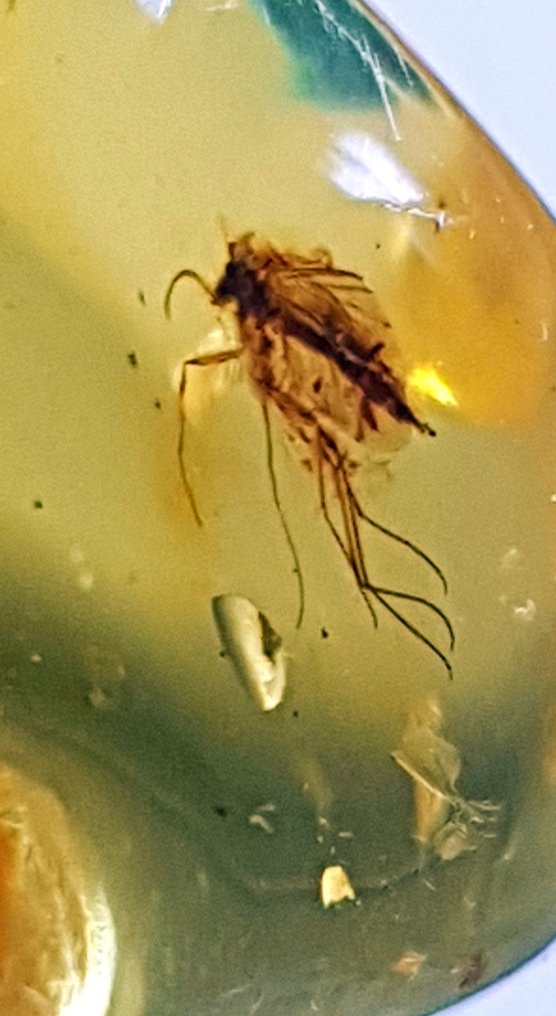 Piatră naturală de chihlimbar baltic cu incluziune de insecte fosile - Frumusețe de calitate - Chihlimbar #3.2