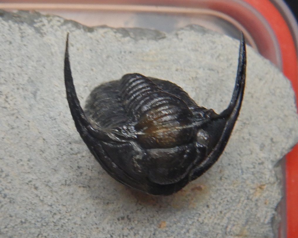 Fossile - Scheletro fossile - Cornuproetus cornutus - 10 cm - 10 cm #2.1