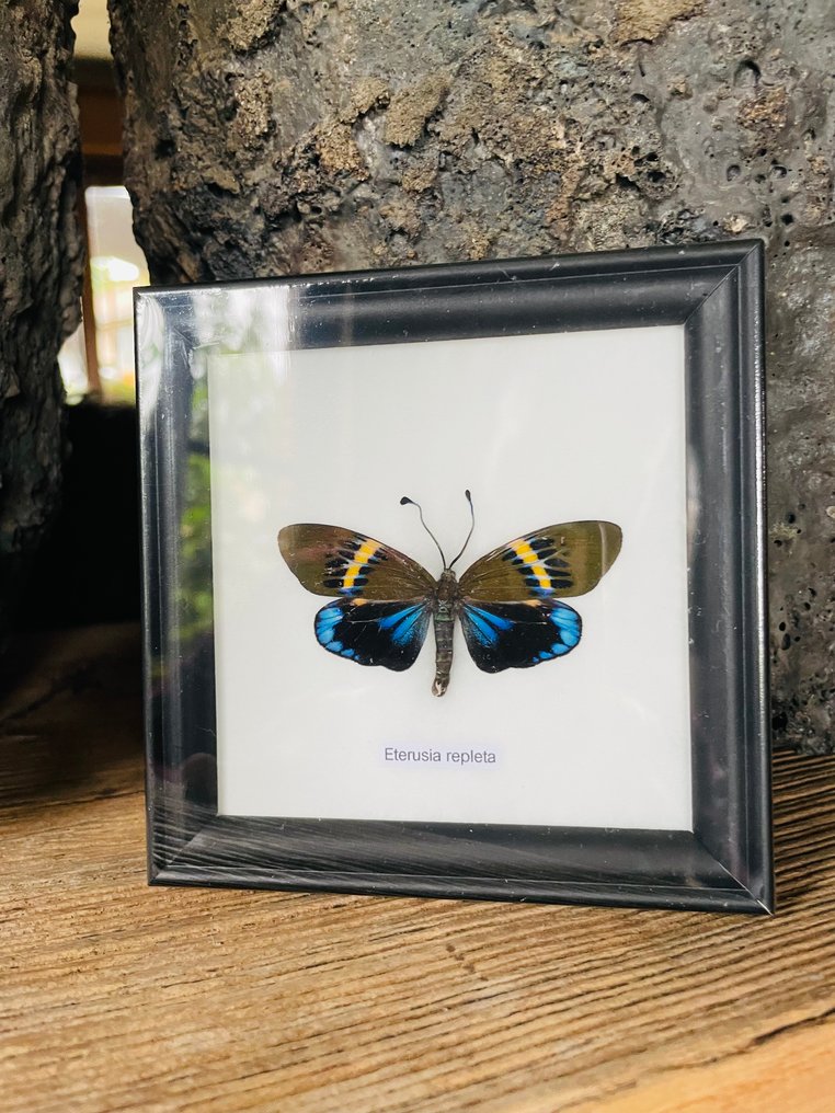 蝴蝶 標本全身支架 - Eterusia repleta - 12 cm - 12 cm - 1 cm - 非《瀕臨絕種野生動植物國際貿易公約》物種 - 1 #1.0