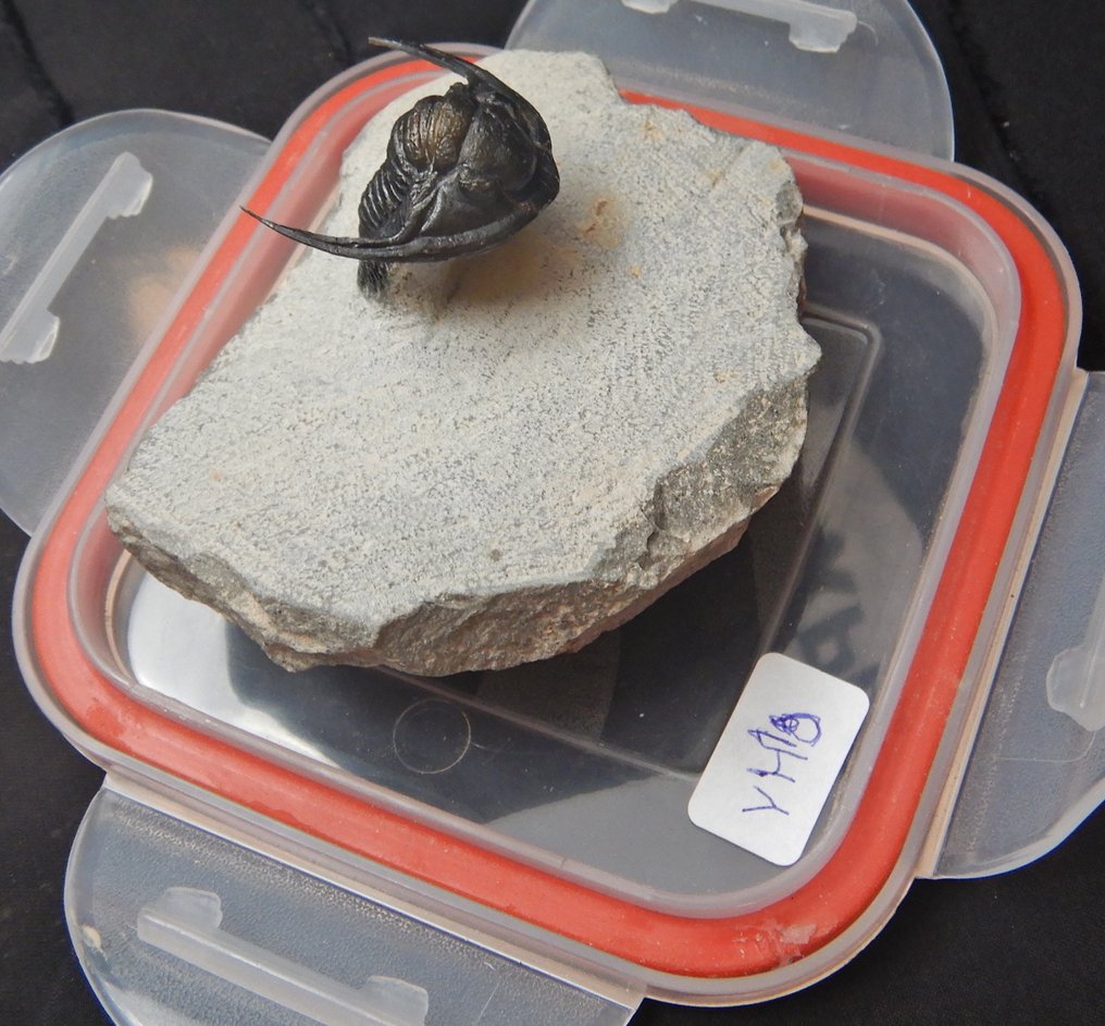 Fossile - Scheletro fossile - Cornuproetus cornutus - 10 cm - 10 cm #1.0