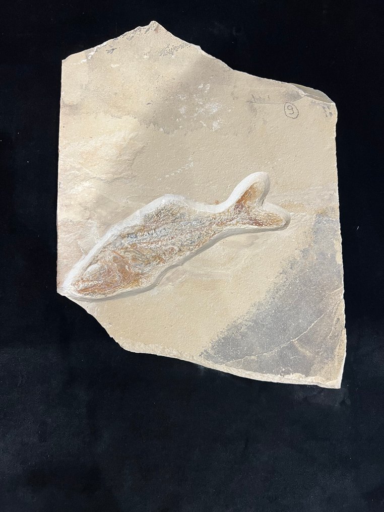 Fish - Απολιθωμένος σκελετός - Megalopid - 29 cm - 22.5 cm #1.0