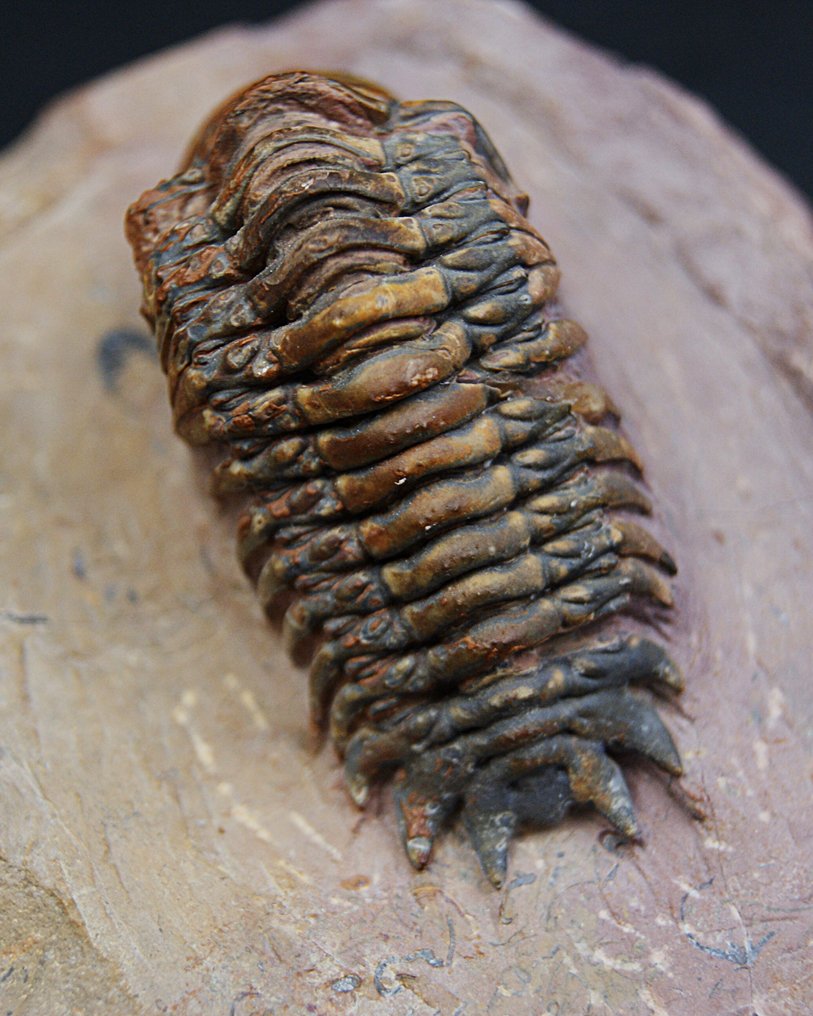 Trilobiet - Gefossiliseerd dier - Crotalocephalus gibbus #4.3