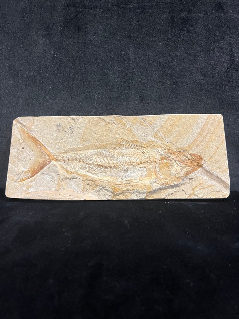 Fish - Απολιθωμένος σκελετός - Phylactocephalus - 10 cm - 25 cm #1.0