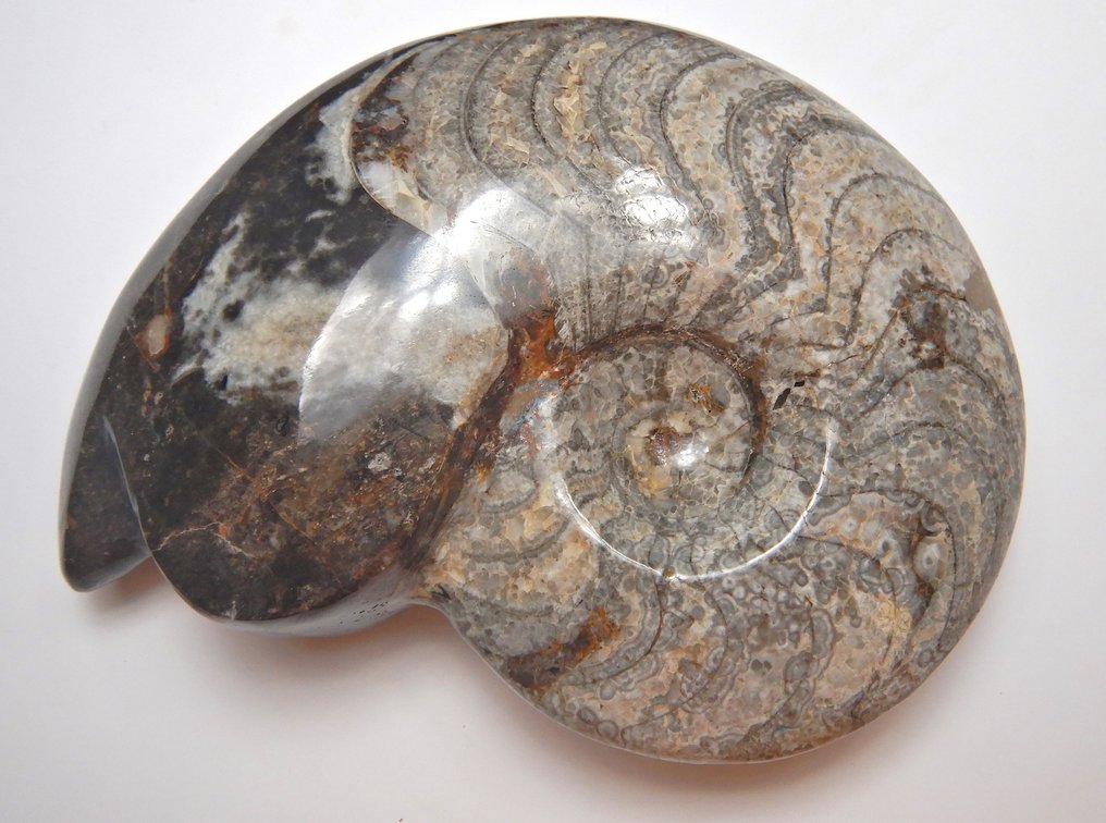 棱菊石目 - 動物化石 - 14 cm - 11 cm #1.0