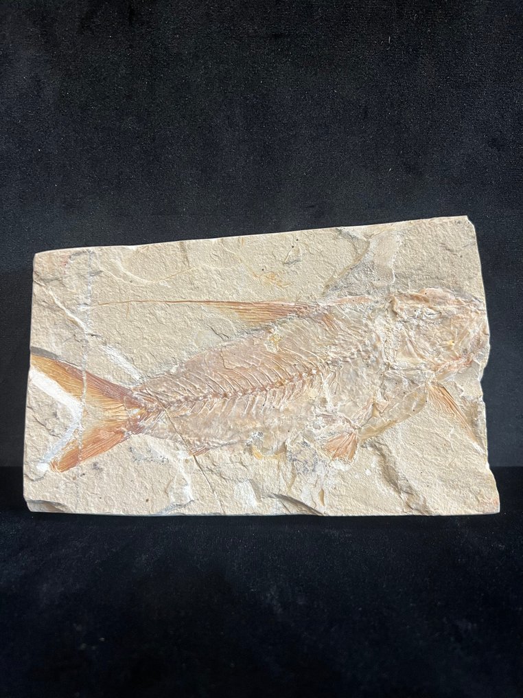 Fish - Απολιθωμένος σκελετός - Nematonotus - 11.5 cm - 17.5 cm #1.0