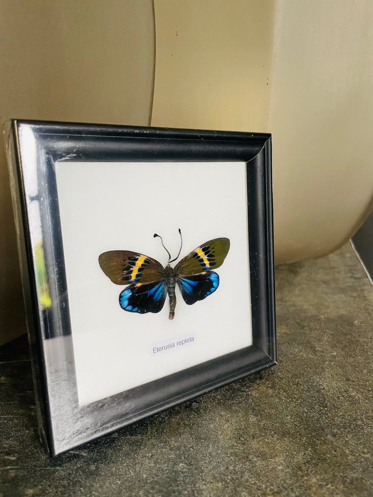 蝴蝶 標本全身支架 - Eterusia repleta - 12 cm - 12 cm - 1 cm - 非《瀕臨絕種野生動植物國際貿易公約》物種 - 1 #1.0