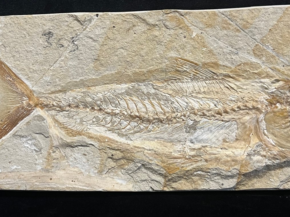 Fish - Απολιθωμένος σκελετός - Phylactocephalus - 10 cm - 25 cm #2.1