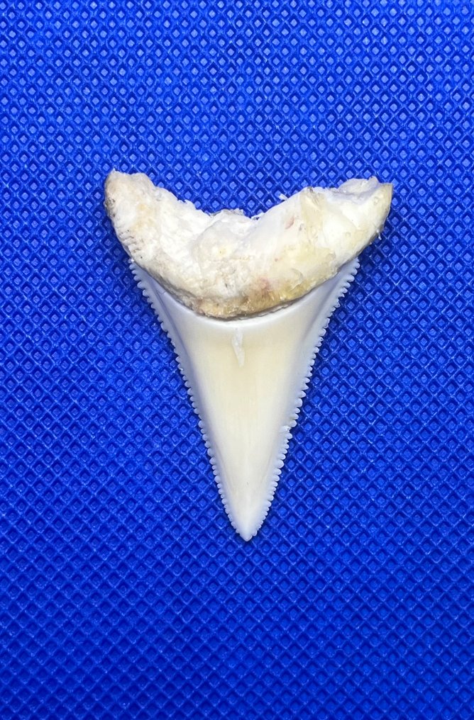 Great White Shark 牙齿 - Carcharodon carcharias - 44 mm - 32 mm - 10 mm- CITES附录II - 欧盟附件B #1.0