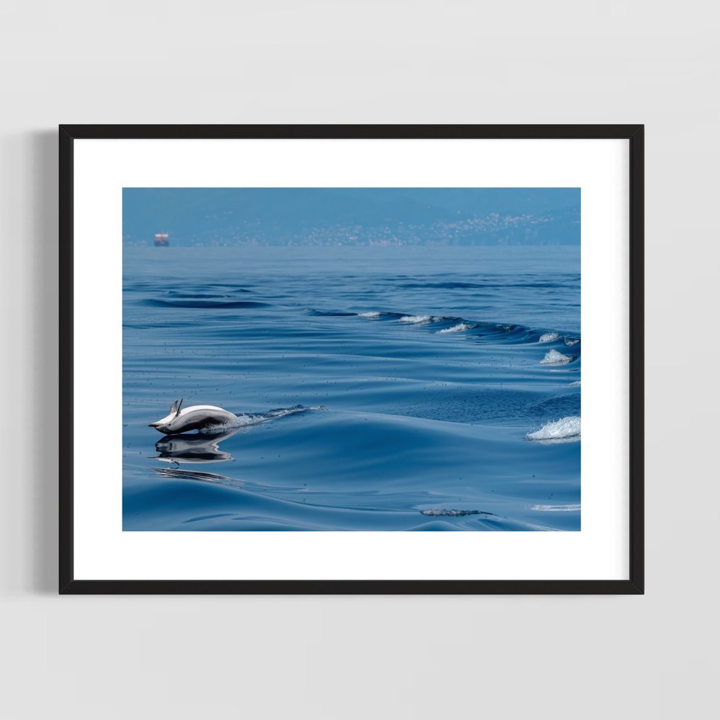 Fabio Accorrà - Dolphin life #1.0