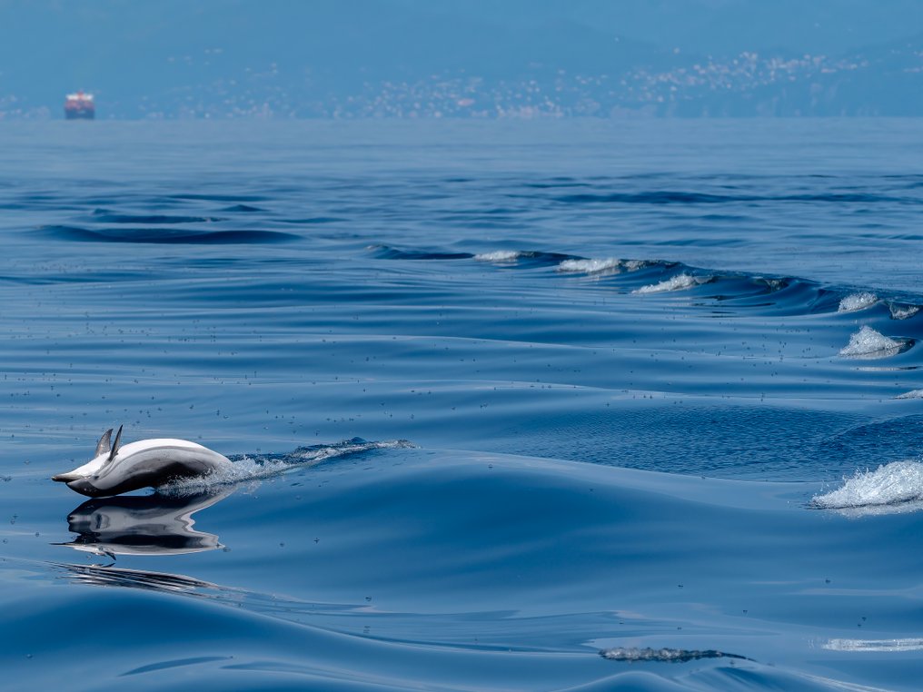 Fabio Accorrà - Dolphin life #2.1