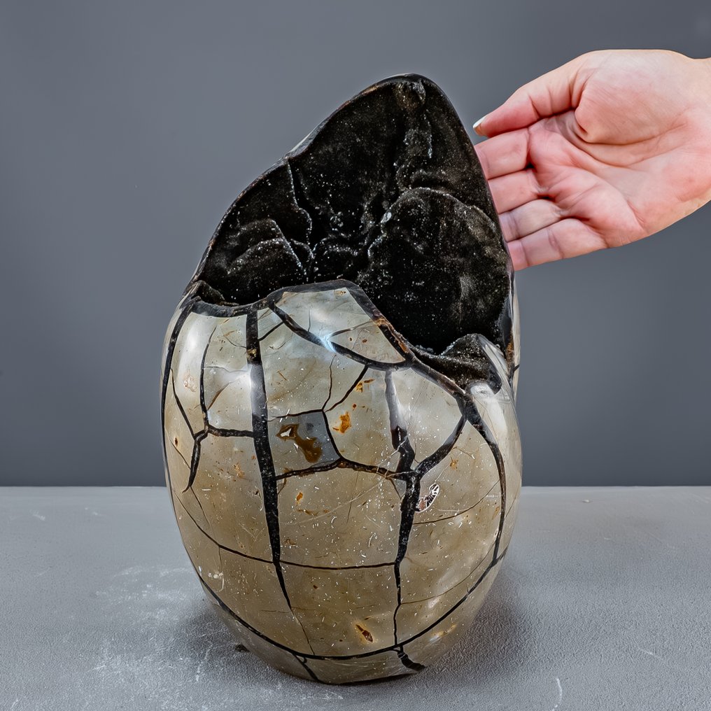 Septarien-Ei 配开放式鼓泡——高贵自由形态中的化石自然艺术品 最高品质- 7142.64 g #3.2