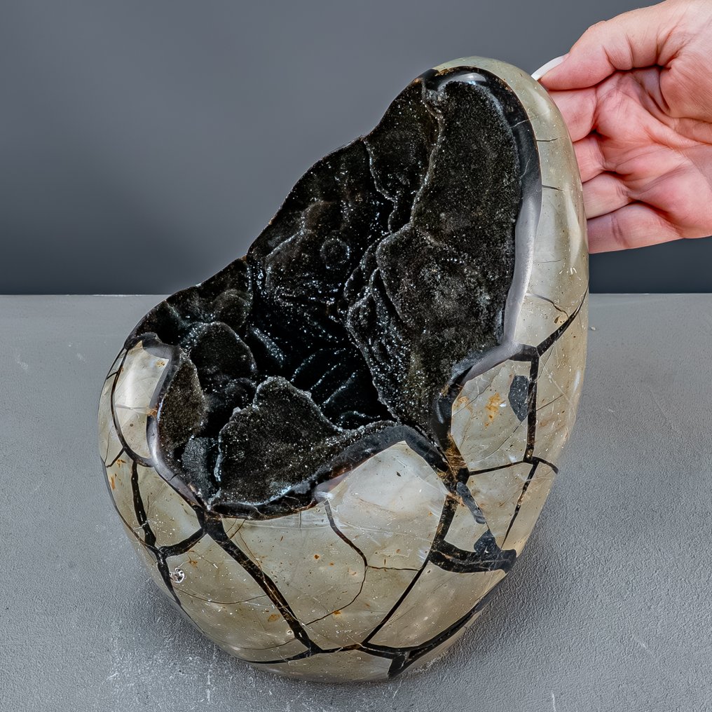 Septarien-Ei 配开放式鼓泡——高贵自由形态中的化石自然艺术品 最高品质- 7142.64 g #4.3