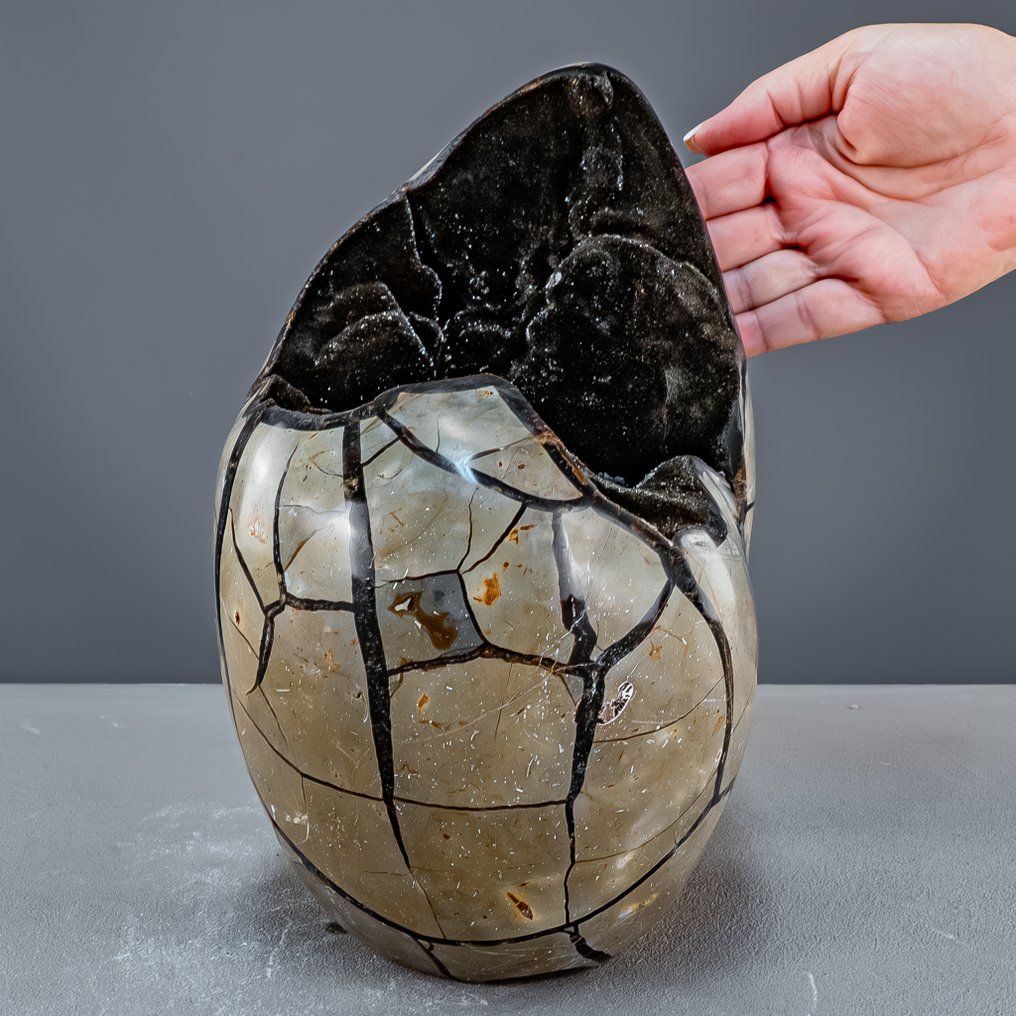 Septarien-Ei 配开放式鼓泡——高贵自由形态中的化石自然艺术品 最高品质- 7142.64 g #1.0