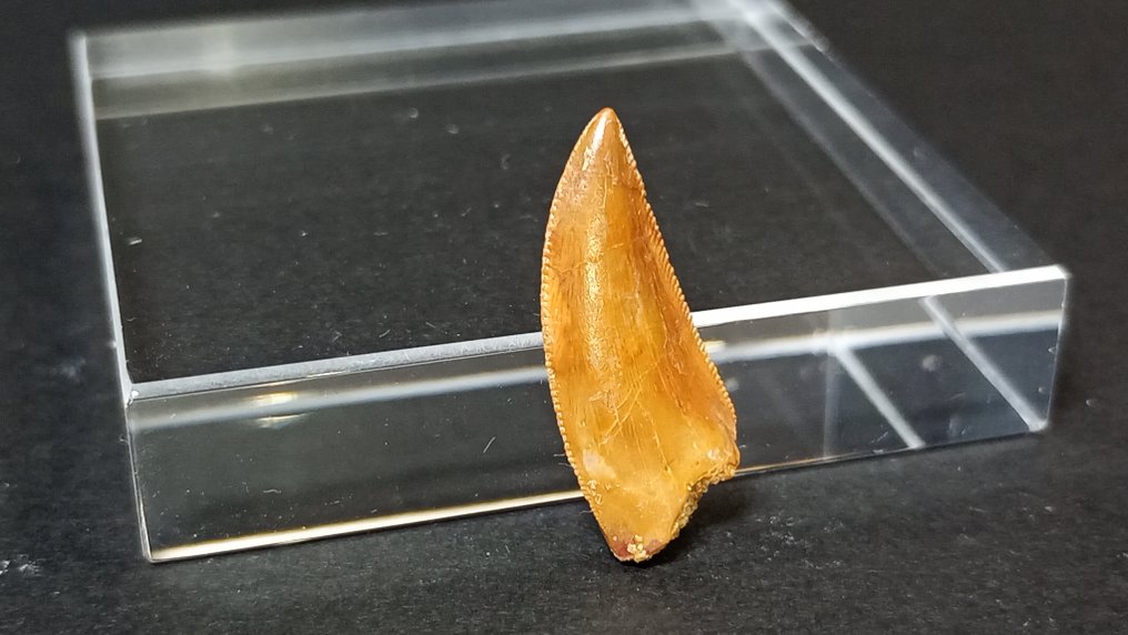 Dinosaur - Fossil teeth - Abelisaurido - 2.1 cm  (No Reserve Price) #3.2