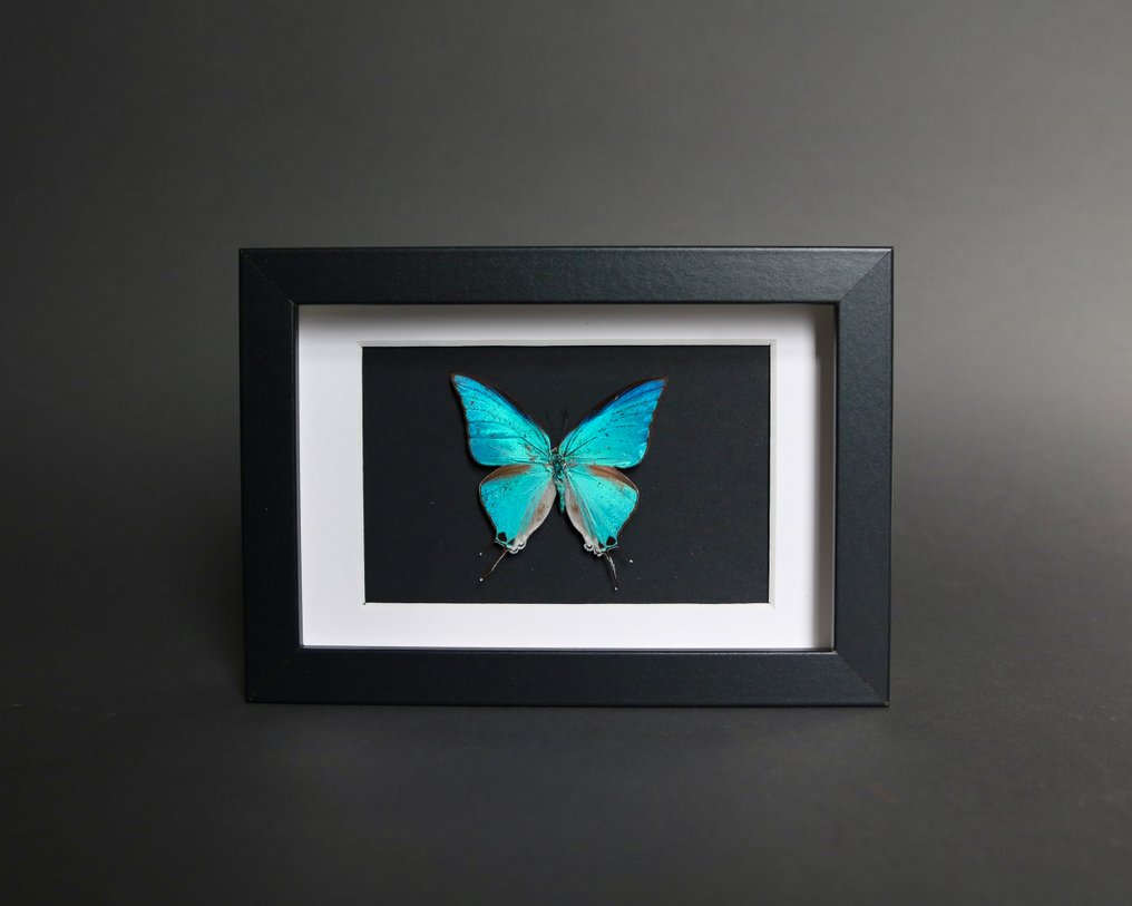 蝴蝶 標本全身支架 - Pseudo damo - 10 cm - 15 cm - 2 cm - 非《瀕臨絕種野生動植物國際貿易公約》物種 - 1 #1.0