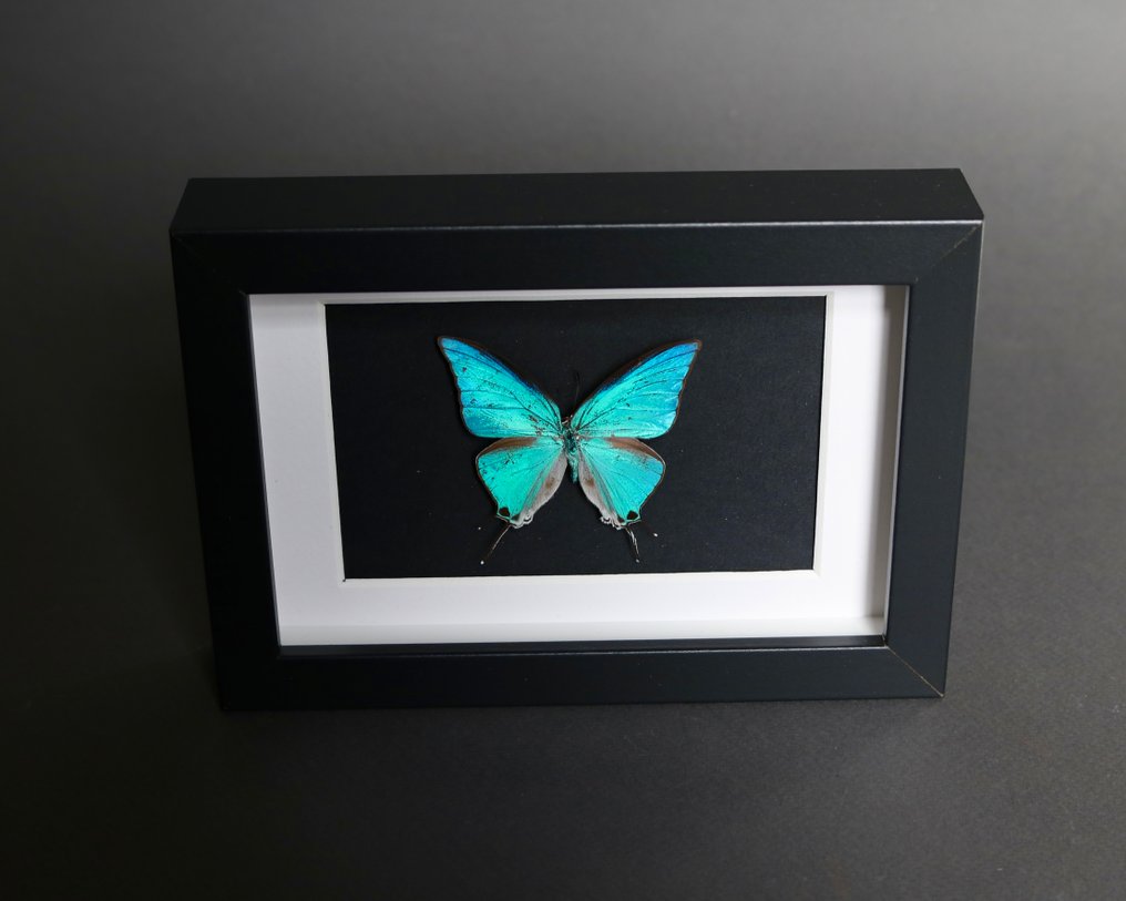 蝴蝶 標本全身支架 - Pseudo damo - 10 cm - 15 cm - 2 cm - 非《瀕臨絕種野生動植物國際貿易公約》物種 - 1 #4.3