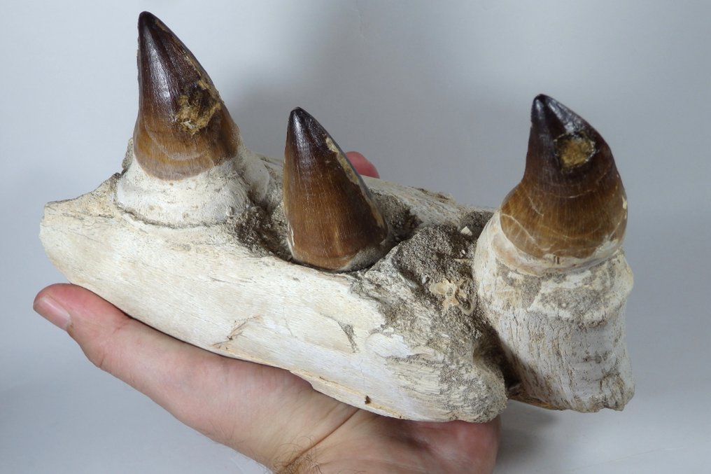 Mosasaur - Fossilised jaw - Prognatodon giganteous mandible fragment - Masive - 22.5 cm - 7.5 cm #2.1