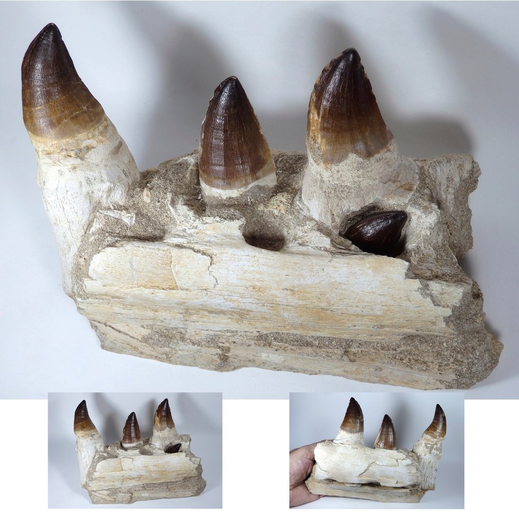 Mosasaur - Fossilised jaw - Prognatodon giganteous mandible fragment - Masive - 22.5 cm - 7.5 cm #1.0