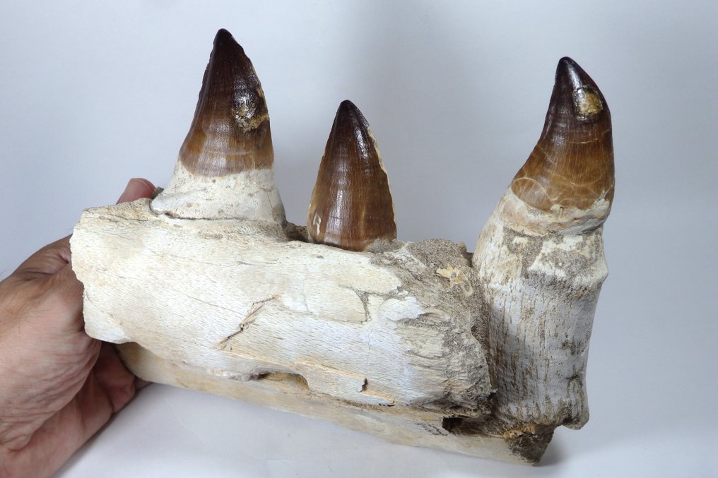 Mosasaur - Fossilised jaw - Prognatodon giganteous mandible fragment - Masive - 22.5 cm - 7.5 cm #4.3