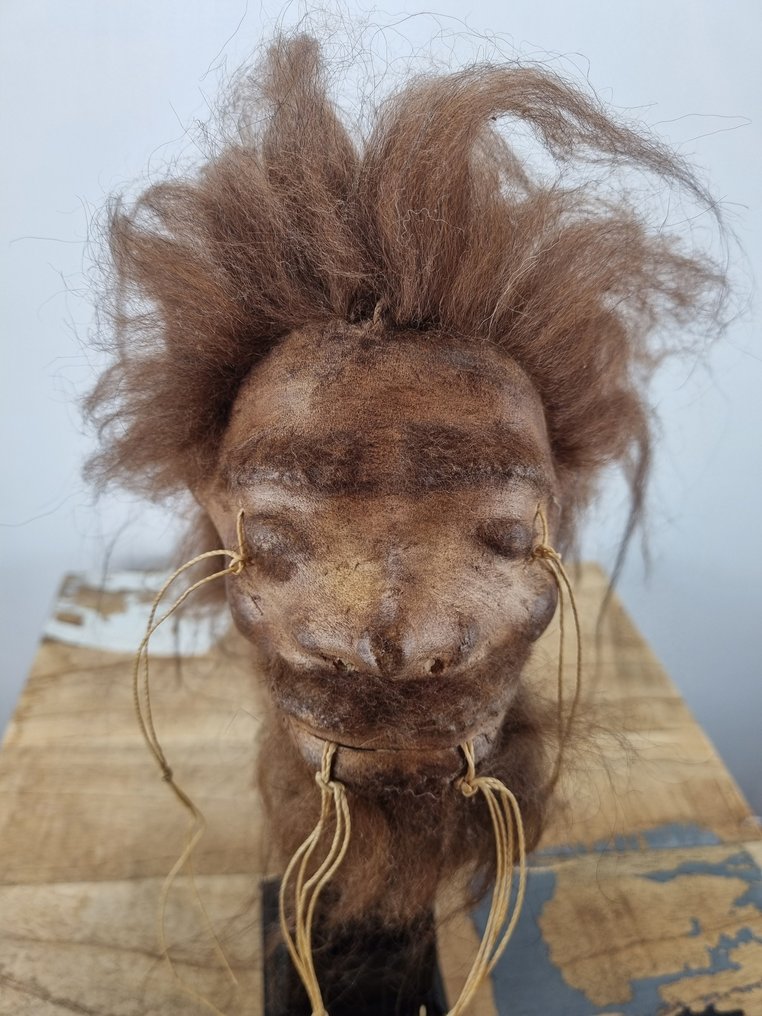 Tzantza Shrunkenhead 動物標本複製支架 - Shrunkenhead - 27 cm - 13 cm - 15 cm - 1 #3.2