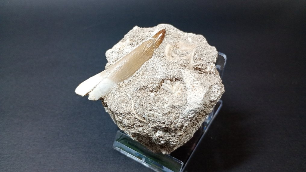 Plesiosaur - Fosszilis fogak - Zarafasaura Oceanis (Nincs minimálár) #3.2