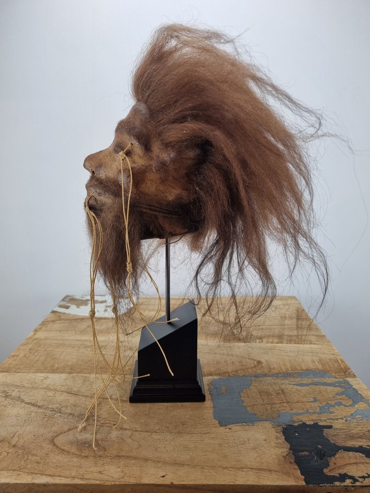 Tzantza Shrunkenhead 動物標本複製支架 - Shrunkenhead - 27 cm - 13 cm - 15 cm - 1 #1.0