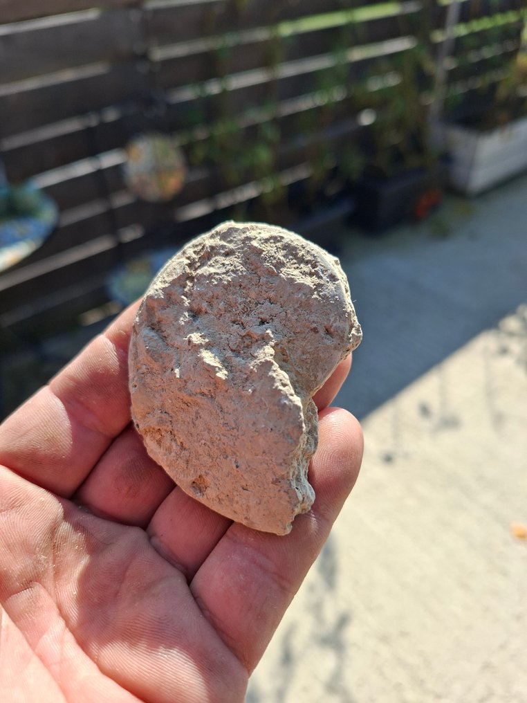 Samling af ældre fossiler med over 30 stykker - Fossil matrix  (Ingen mindstepris) #4.3