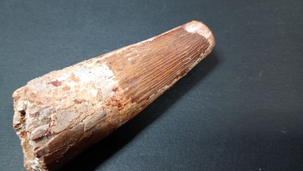 Dinosaur - Fossil teeth - Spinosaurus - 9.5 cm - 3.5 cm  (No Reserve Price) #1.0