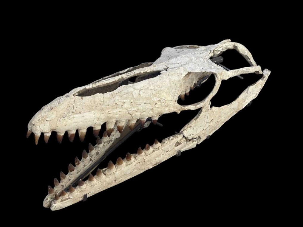 Μεγάνος κρανίο μυσαόσαυρου. - Απολιθωμένο κρανίο - Prognathodon sp. - 110 cm #1.0