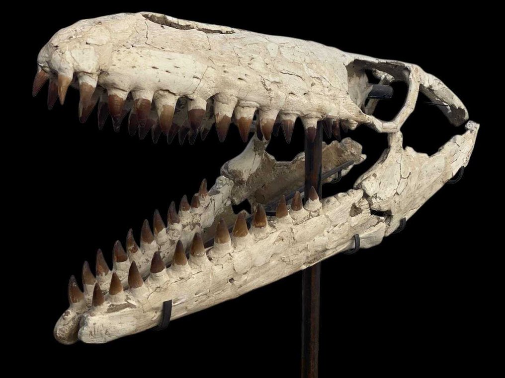 Μεγάνος κρανίο μυσαόσαυρου. - Απολιθωμένο κρανίο - Prognathodon sp. - 110 cm #1.0