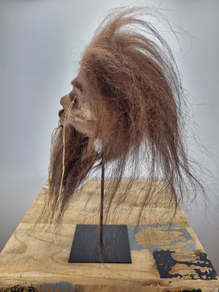 Τζάντζα Σχισμένο Κεφάλι Βάση ρεπλίκας ταρίχευσης - Shrunkenhead - 33 cm - 16 cm - 18 cm - 1 #4.3