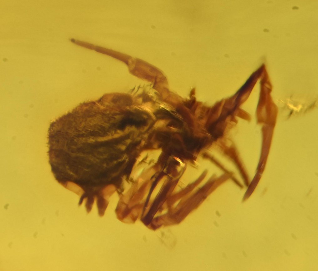 Κεχριμπάρι Βιρμανίας - Απολιθωμένο cabochon - Group of 3 pieces, with nice quality fossil insect inclusions, larger size  (χωρίς τιμή ασφαλείας) #1.0