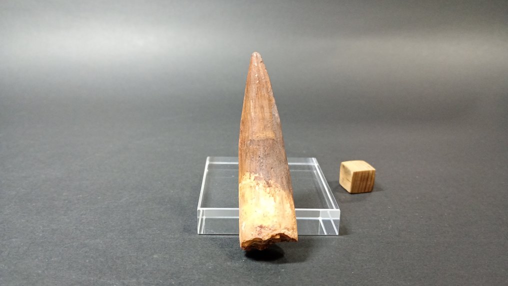 Spinosaur - Fossil teeth - 6,3 cm - 1,9 cm  (No Reserve Price) #1.0