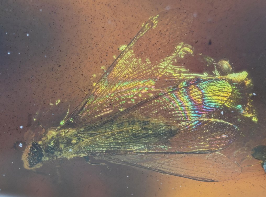 Κεχριμπάρι Βιρμανίας - Απολιθωμένο cabochon - Group of 3 pieces, with nice quality fossil insect inclusions, larger size  (χωρίς τιμή ασφαλείας) #3.2