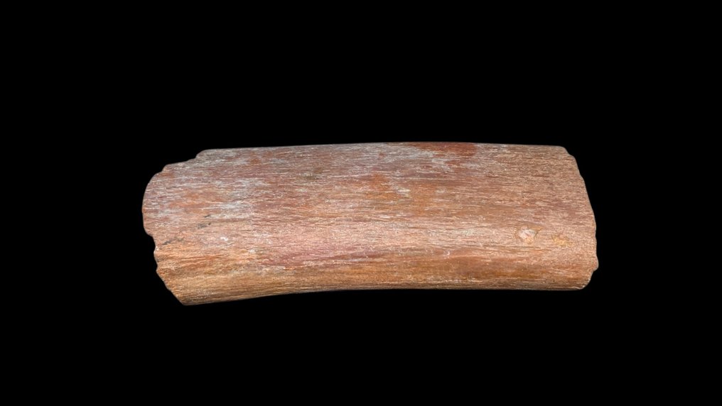 Fossiler Knochen - 13 cm - 5 cm #3.2