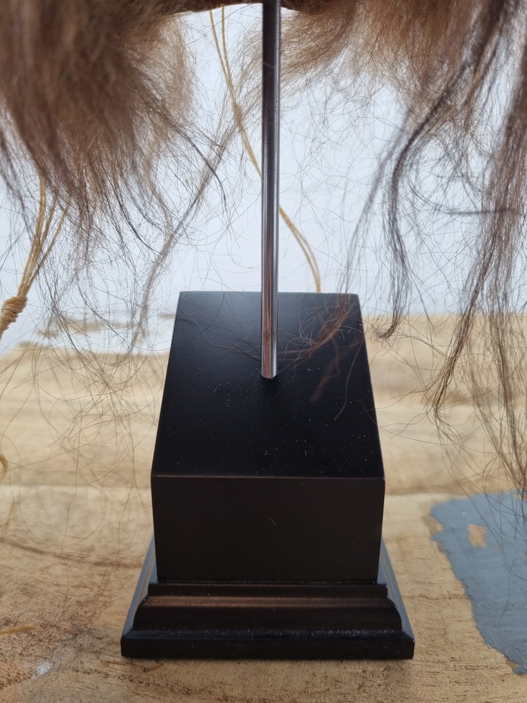 Tzantza Shrunkenhead 動物標本複製支架 - Shrunkenhead - 27 cm - 13 cm - 15 cm - 1 #1.0