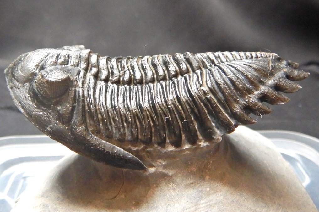 Trilobite - Scheletro fossile - Hollardops mesocristata - 15 cm - 10 cm #1.0