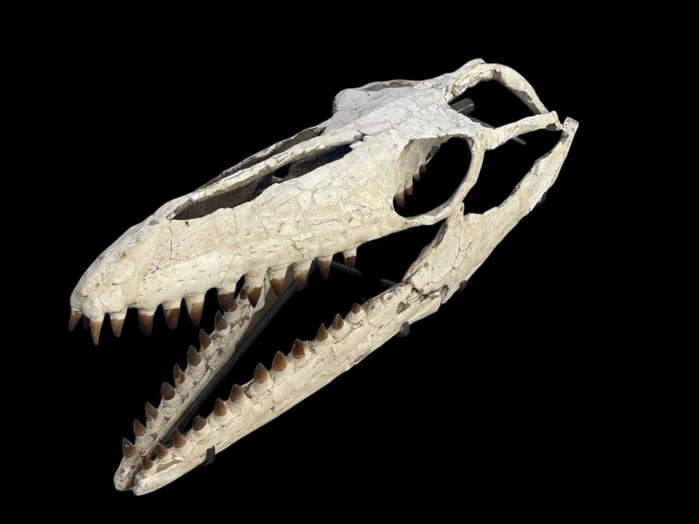 Μεγάνος κρανίο μυσαόσαυρου. - Απολιθωμένο κρανίο - Prognathodon sp. - 110 cm #2.1