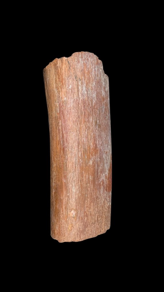 Fossiler Knochen - 13 cm - 5 cm #2.1